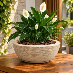 Vaso De Planta Bacia Cuia Polietileno Decorativo 34x13